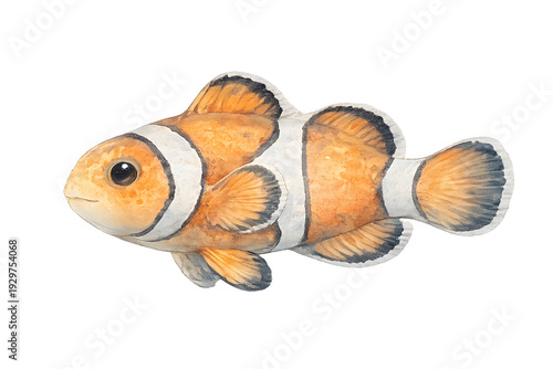 Cute Clownfish Watercolor Illustration