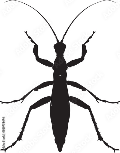 Large vinegaroon arachnid with whip-like tail nocturnal silhouette.