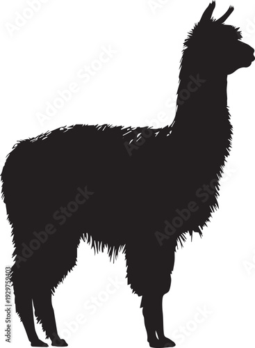 Fluffy alpaca grazing peacefully in open grassy field.