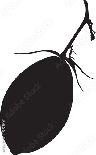 Tropical ambarella fruit with bumpy skin vibrant silhouette.