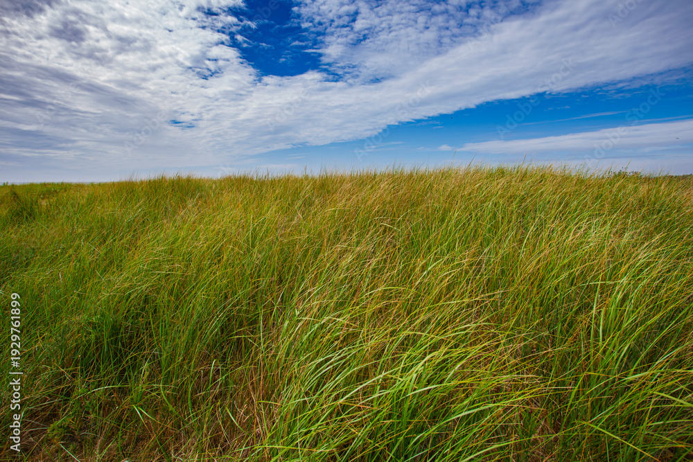 Obraz premium green grass and blue sky