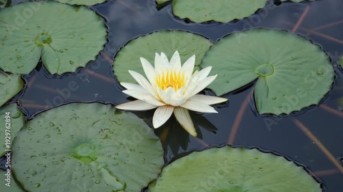 Beautiful white water lily blooming in a pond surrounded by large green lily pads motion animated video 4k