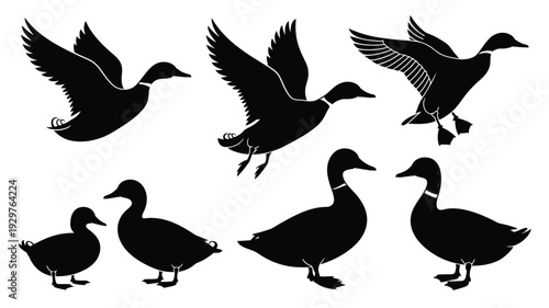 Duck silhouette, vector illustration, flying and standing duck designs, domestic bird and wild waterfowl graphic, nature and wildlife artwork for farm, educational, branding, and decorative projects.