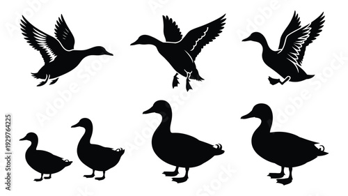 Duck silhouette, vector illustration, flying and standing waterfowl, domestic and wild bird graphic, nature wildlife artwork for farm, educational, branding, and decorative projects.