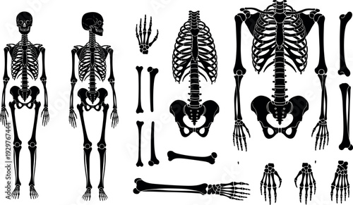 Black silhouette set of human skeleton anatomy including full body views rib cage skull pelvis and individual arm and leg bones