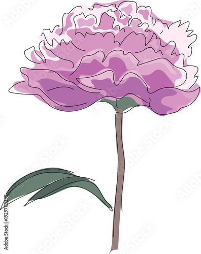 Pink peony flower with green leaf isolated on white background