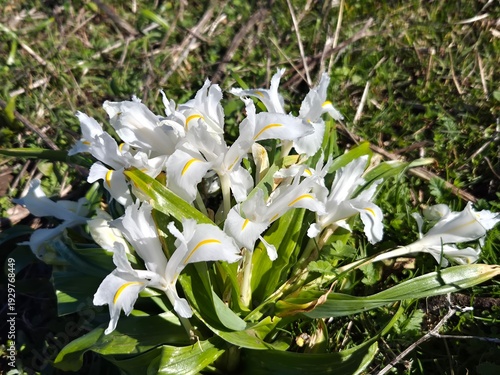 Lirios en flor en el mes de Febrero