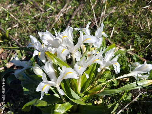 Lirios en flor en el mes de Febrero