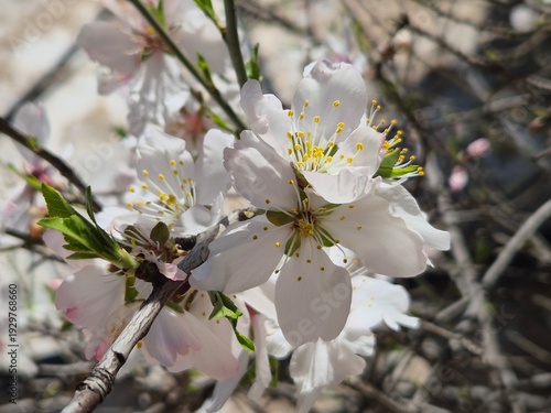 Floración del almendro en el mes de Febrero