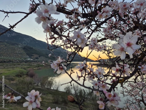 Floración de los almendros junto al embalse del río Víboras