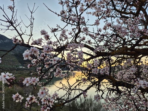 Floración de los almendros junto al embalse del río Víboras