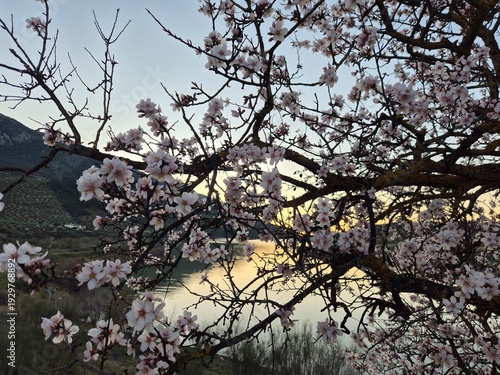 Floración de los almendros junto al embalse del río Víboras