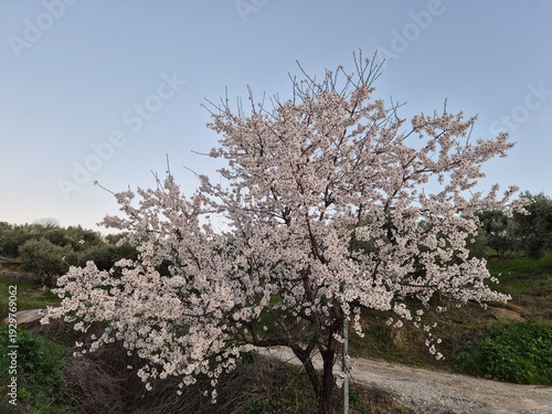 Floración del almendro durante el mes de Febrero
