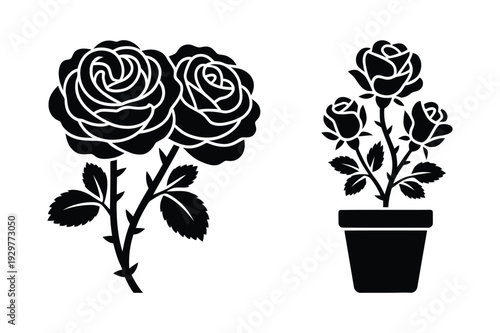 Rose plant and potted roses