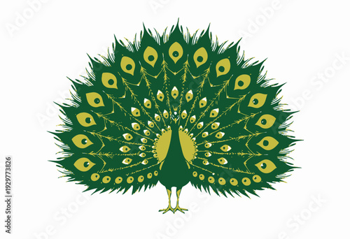 Illustration of a Vibrant Peacock Displaying its Magnificent Multicolored Plumage with Eye-catching Patterns in Full Expansion on a Clean White Background