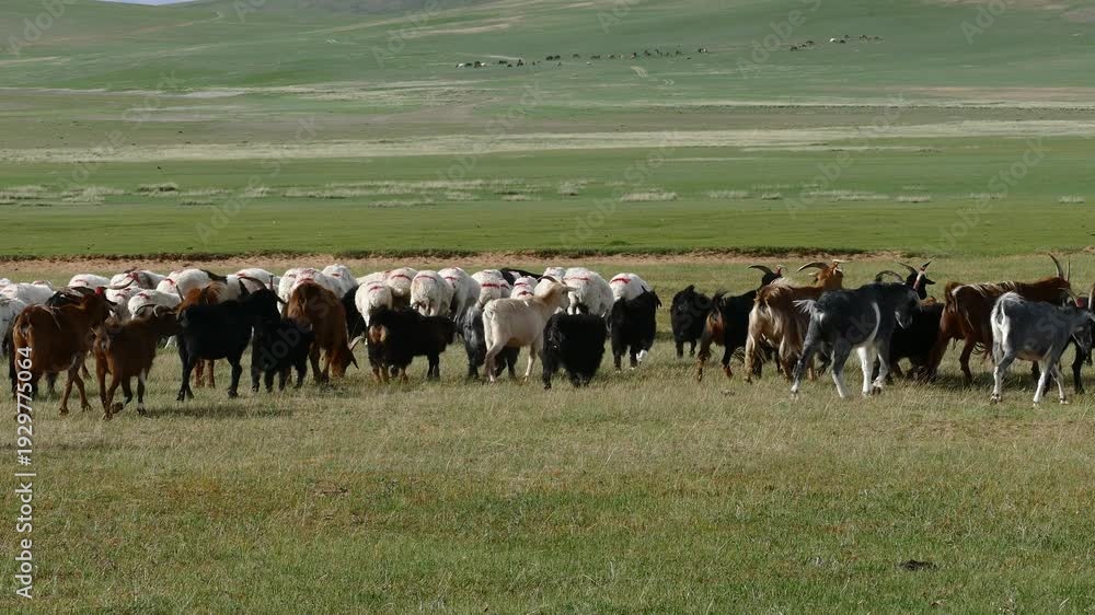 A herd of goats and sheep passes through the pasture in the Mongolian ...