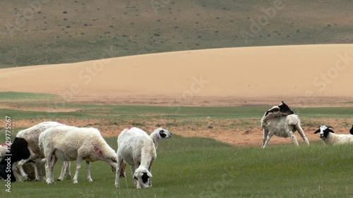 The boy grazes a herd of sheep and goats in a clearing in the Mongolian steppe on a Sunny summer day.