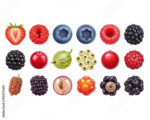 Detailed vector graphic illustration showcasing a diverse collection of fresh, ripe berries including strawberries, blueberries, and raspberries presented in rows.