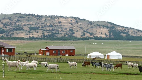  A herd of goats and sheep passes by the tourist camp in the Mongolian steppe in the summer morning.