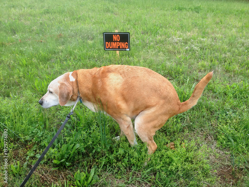 Cuadro en lienzo Comical dog relieving itself in front of no dumping sign