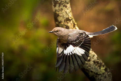 Quadro em tela Northern Mockingbird a favorite spark bird extreme inflight closeup action shot