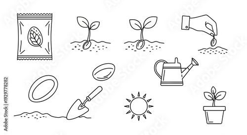 Gardening Tools and Seedling Growth Stages.
