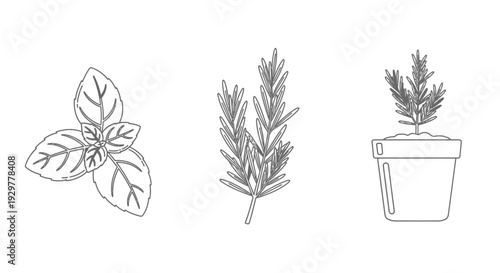 Simple Line Drawings of Various Herbs.