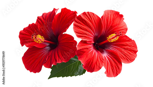 Two vibrant red hibiscus flowers with yellow stamens and a green leaf on black background