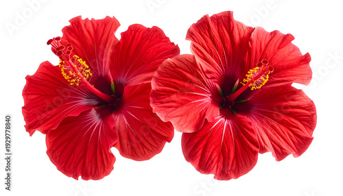 Two vibrant red hibiscus blooms on a transparent backdrop, showcasing delicate details