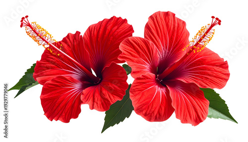 Two vibrant red tropical flowers with yellow stamens and green leaves on black backdrop