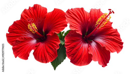 Two vibrant red hibiscus flowers with yellow stamens and green leaves on a black background