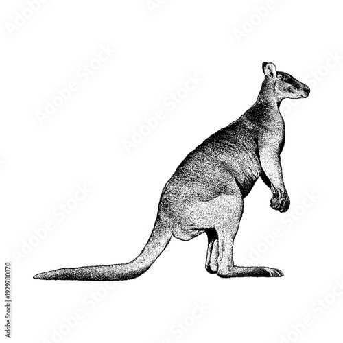 Hand-drawn vector illustration of a Nabarlek in detailed vintage engraving style. Black and white wildlife artwork featuring fine line texture and realistic anatomy, isolated on a clean background.