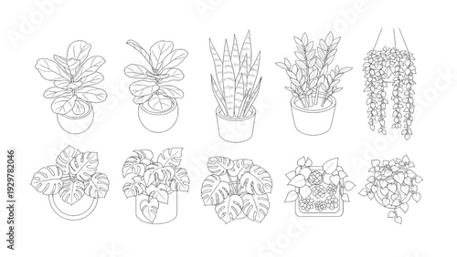 Potted Indoor House Plants Top View Plan Outline Vector Set for Interior Design Layouts