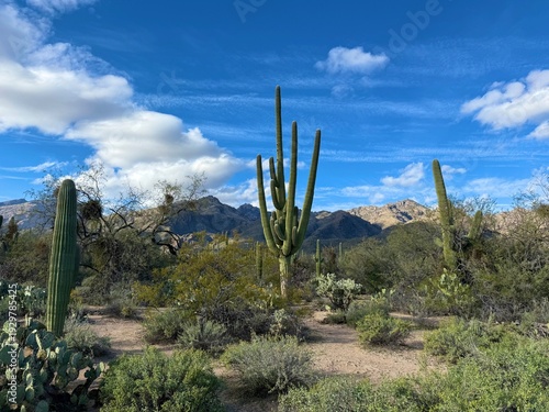 Εκτύπωση καμβά Multi-armed saguaro cactus with Catalina Mountains, Arizona