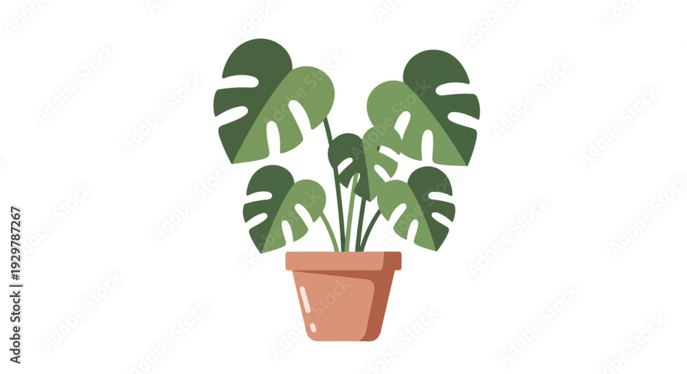 Obraz premium Monstera plant pot