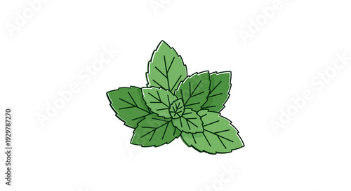 mint leaves