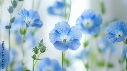 Close-up of delicate blue flowers with soft focus and ethereal lighting on light background