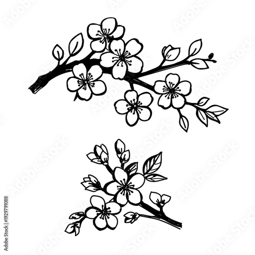 black and white floral background. A branch of a blossoming cherry tree