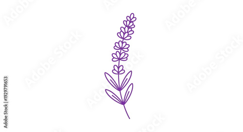 Lavender stem drawing