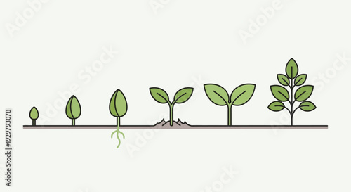 Plant Growth Stages