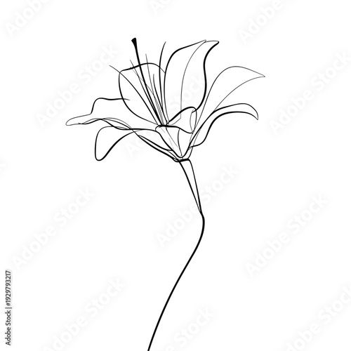 Elegant lily drawn in continuous line style with flowing organic contours and no fill. The minimalist black outline on a light neutral background highlights the natural curves of the petals and slende