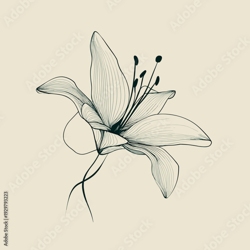 Refined lily illustration with fine linear detailing inside the petals, creating depth and texture while maintaining a minimalist aesthetic. Soft neutral background enhances the elegant botanical comp