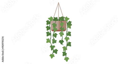 Hanging Plant
