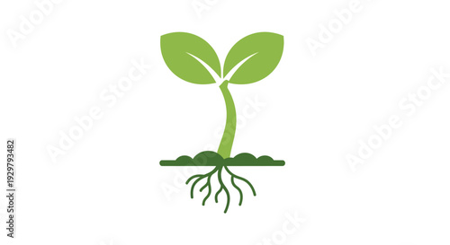 plant sprout roots