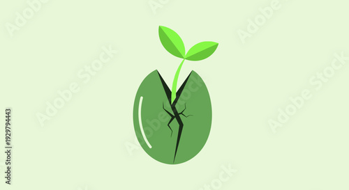 seedling sprout growth