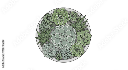 Succulent Arrangement