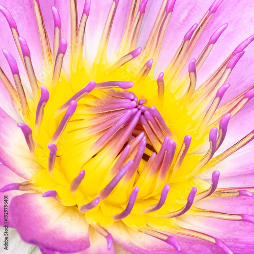 Closeup of deep pink and yellow Egyptian Lotus, Nymphaea nouchali var. caerulea, in Ngong Ping Village, adjacent to the Tian Tan Buddha and Po Lin Monastery, on Lantau Island, Hong Kong