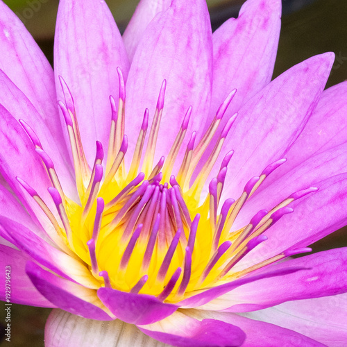 Closeup of deep pink and yellow Egyptian Lotus, Nymphaea nouchali var. caerulea, in Ngong Ping Village, adjacent to the Tian Tan Buddha and Po Lin Monastery, on Lantau Island, Hong Kong