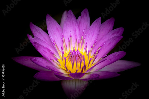 Deep pink Egyptian Lotus, Nymphaea nouchali var. caerulea, in Ngong Ping Village, adjacent to the Tian Tan Buddha and Po Lin Monastery, on Lantau Island, Hong Kong, with black background