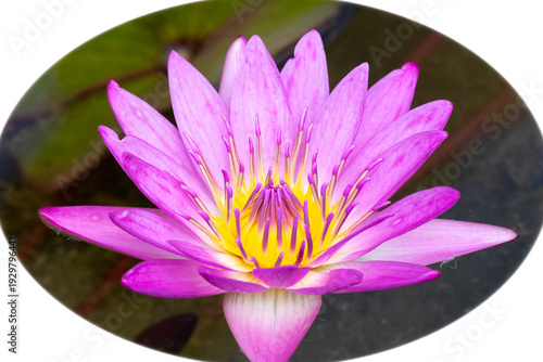 Deep pink Egyptian Lotus, Nymphaea nouchali var. caerulea, in Ngong Ping Village, adjacent to the Tian Tan Buddha and Po Lin Monastery, on Lantau Island, Hong Kong